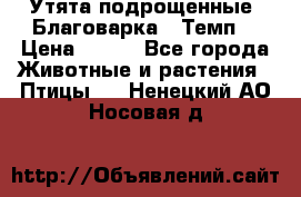 Утята подрощенные “Благоварка“,“Темп“ › Цена ­ 100 - Все города Животные и растения » Птицы   . Ненецкий АО,Носовая д.